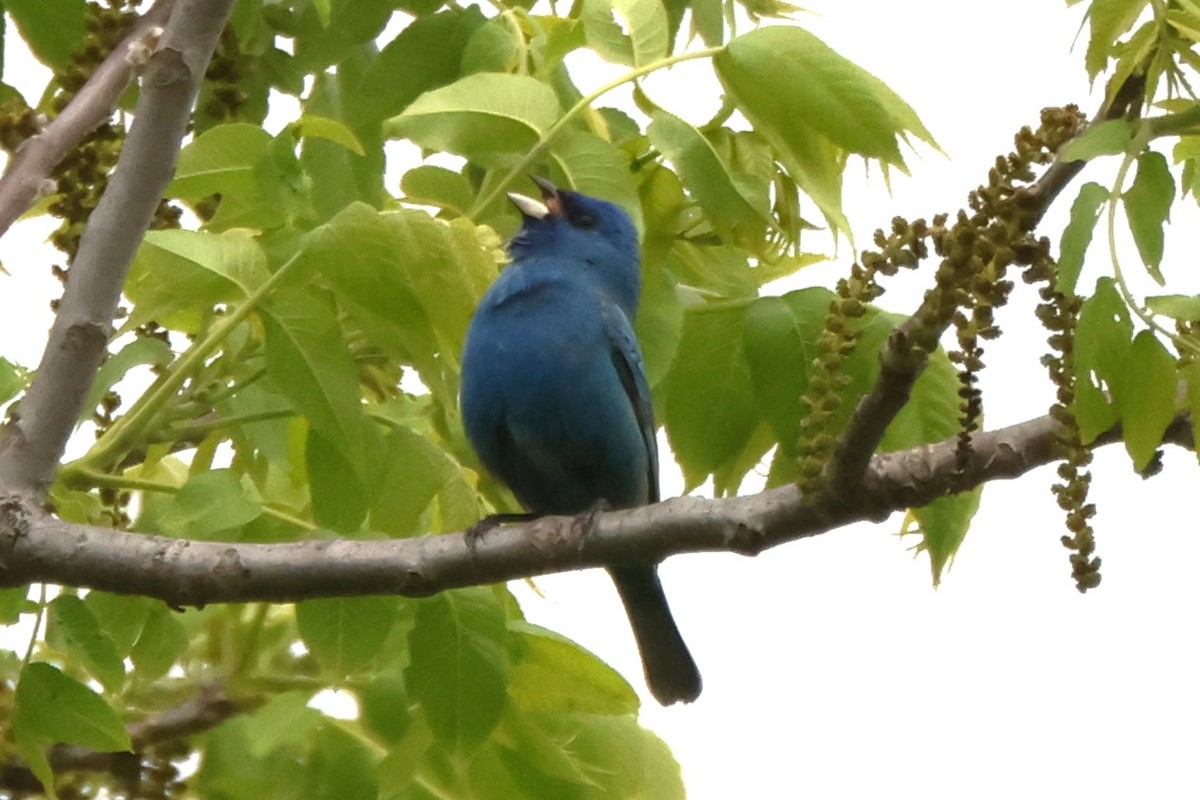Indigo Bunting - ML636727356