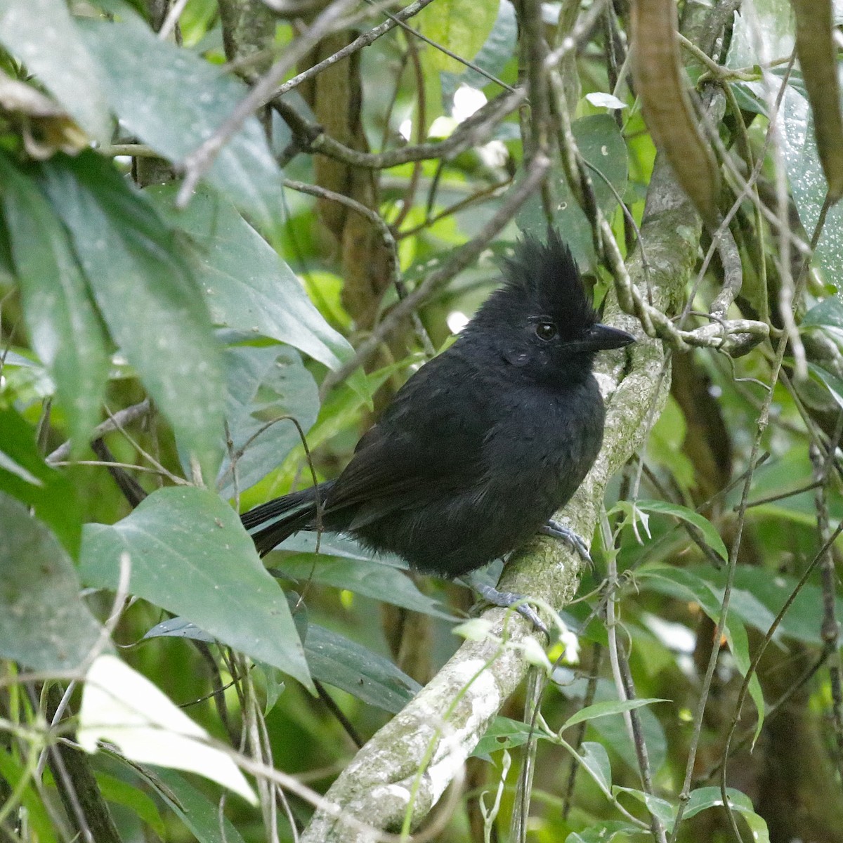 Tufted Antshrike - ML636727391
