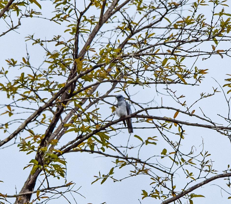 Indian Cuckooshrike - ML636727424