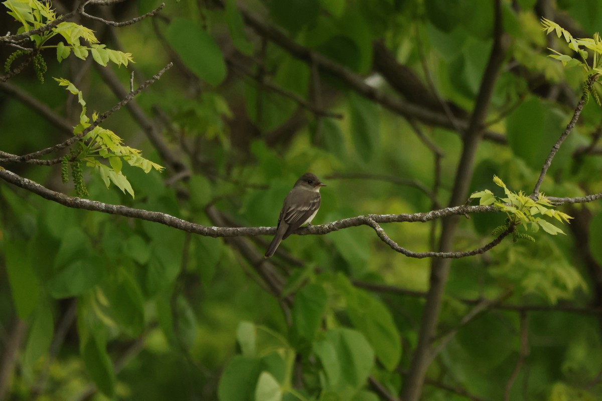 Eastern Wood-Pewee - ML636727438