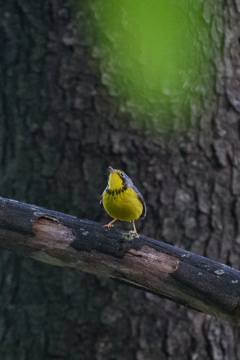 Canada Warbler - ML636727442