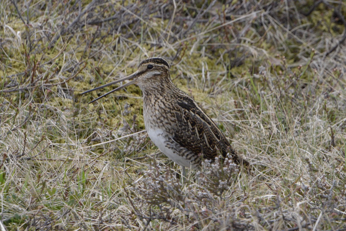 Common Snipe - ML636727471