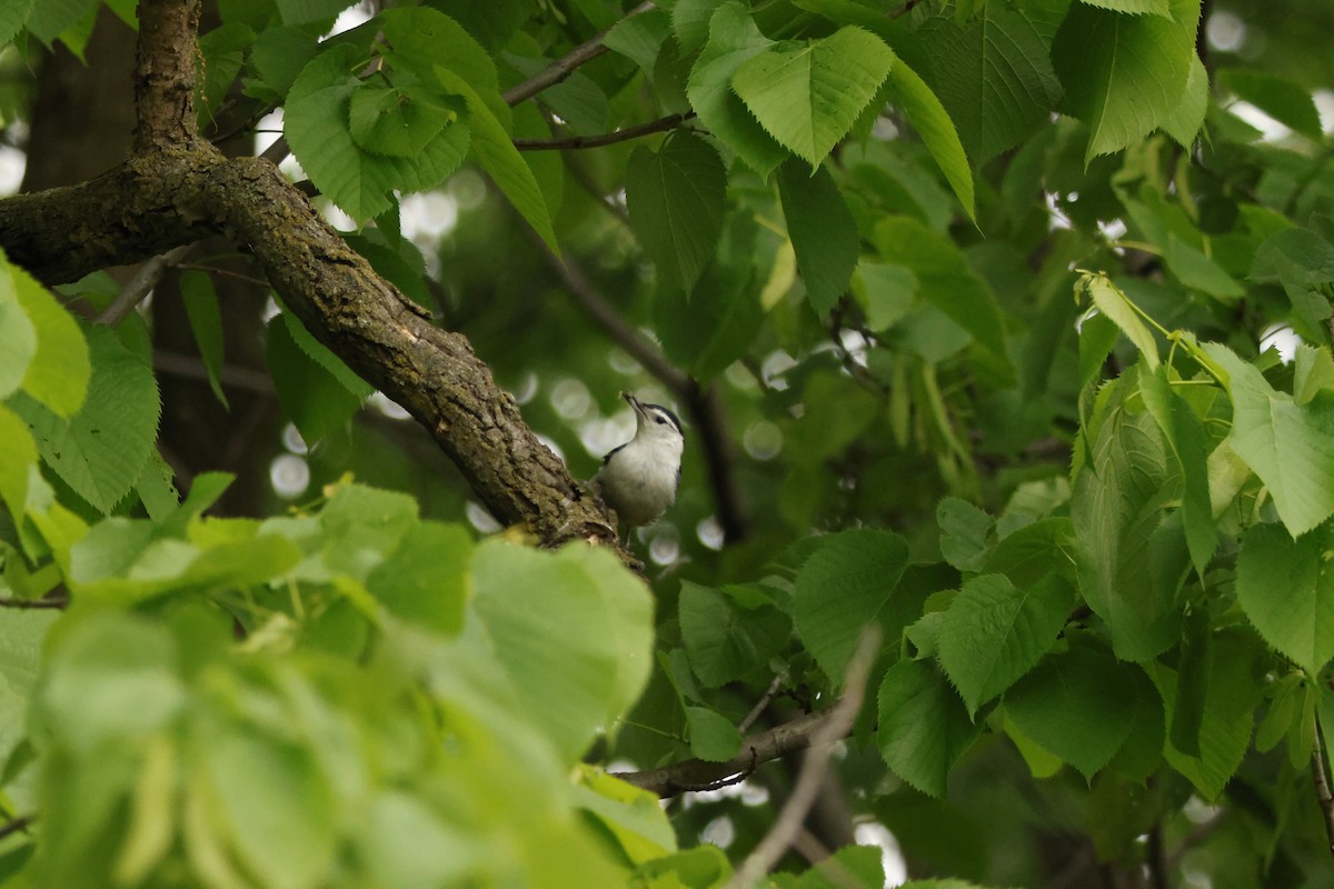 White-breasted Nuthatch - ML636727649