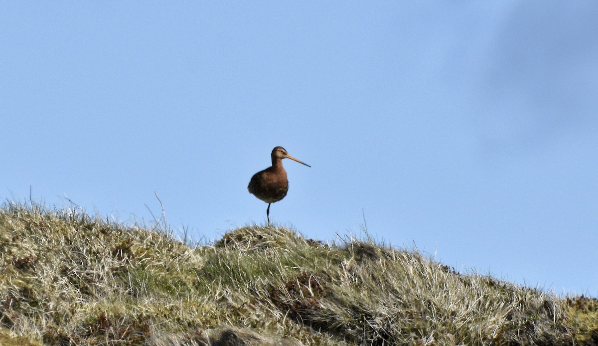 Black-tailed Godwit - ML636727650