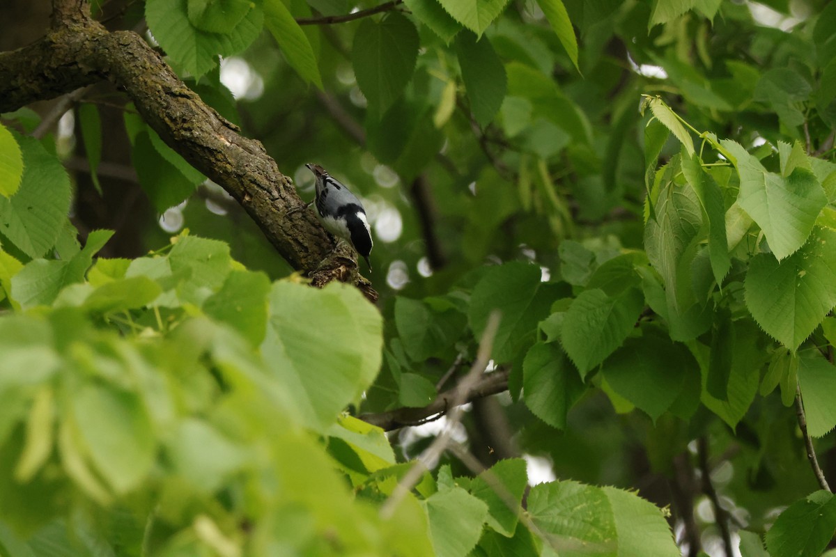 White-breasted Nuthatch - ML636727664
