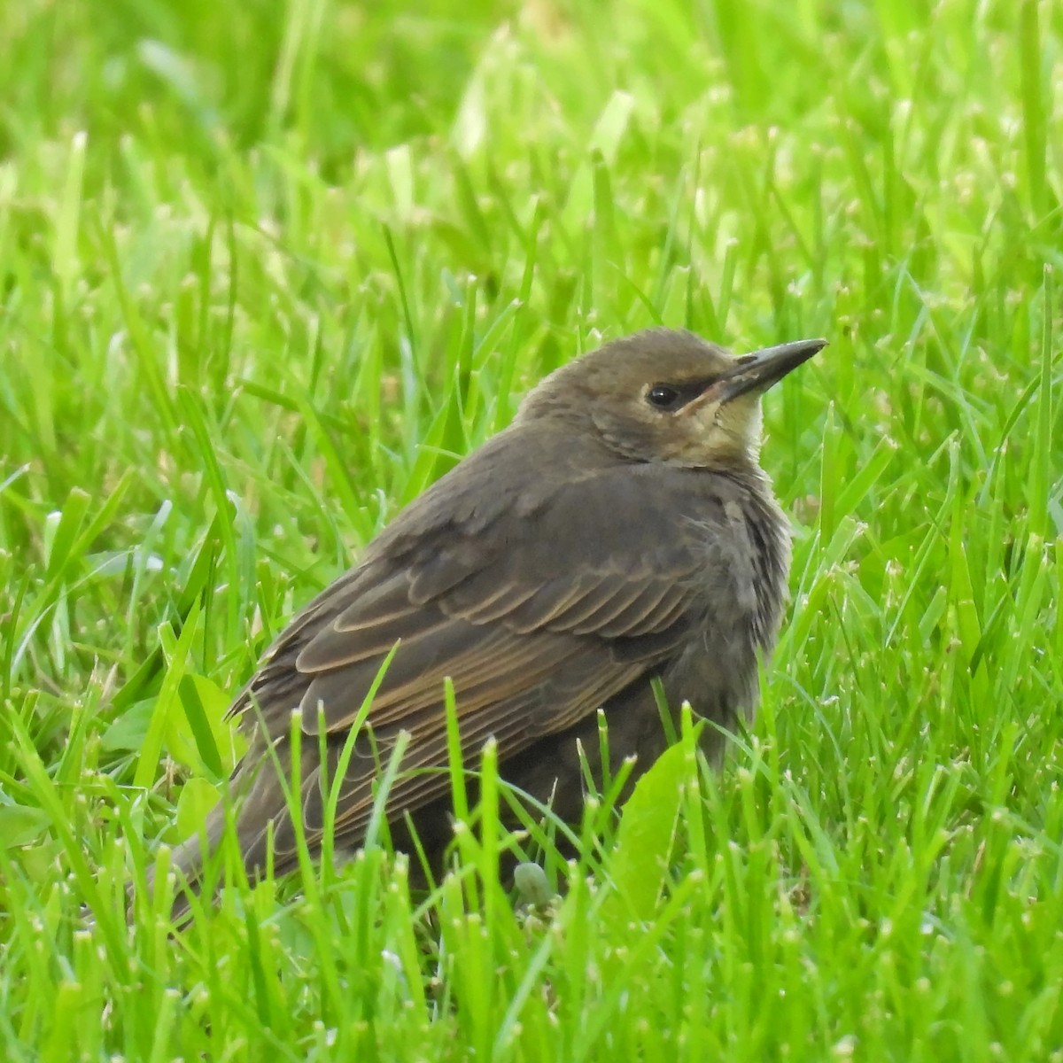 stær - ML636727718