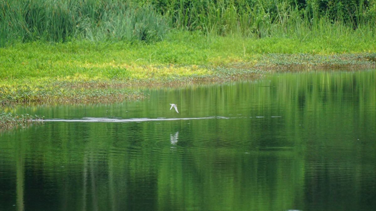 Least Tern - ML636727759