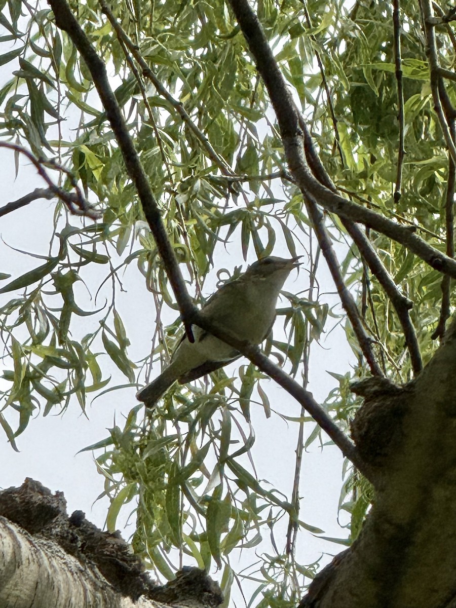 Warbling Vireo - ML636727796