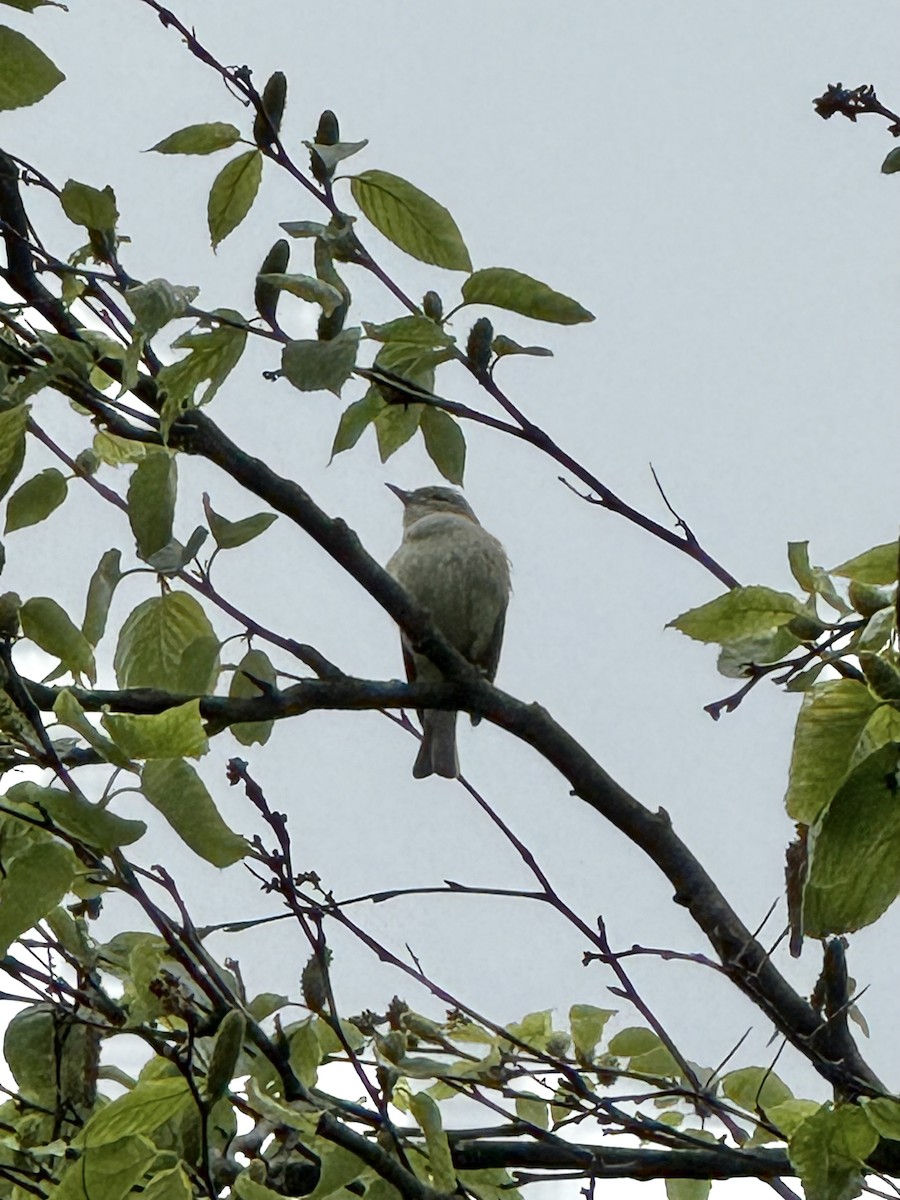 Warbling Vireo - ML636727797