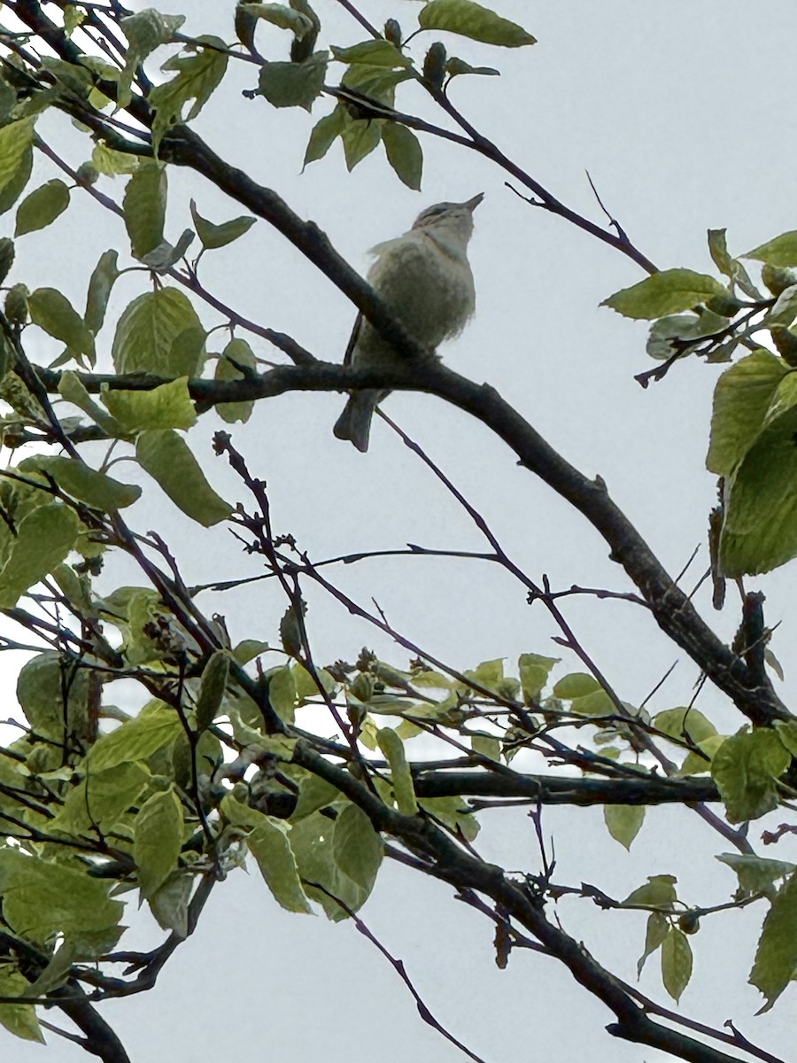 Warbling Vireo - ML636727798