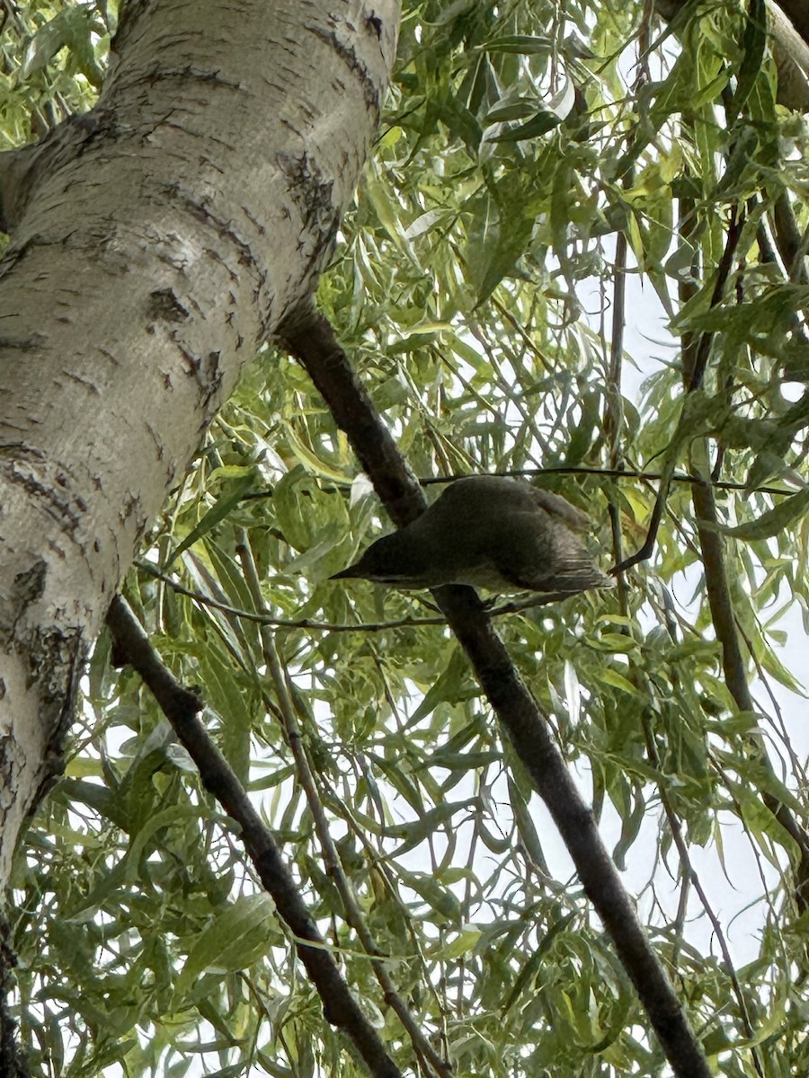 Warbling Vireo - ML636727799