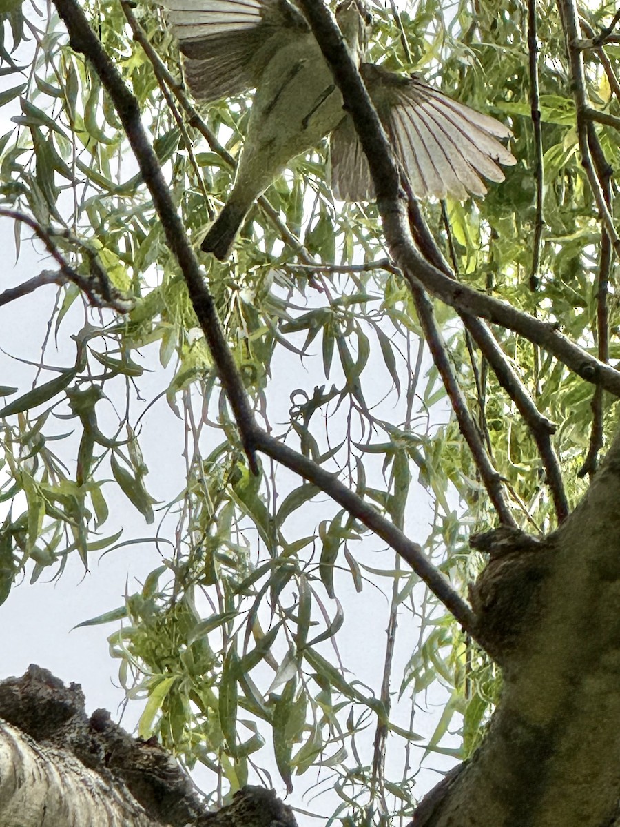 Warbling Vireo - ML636727800