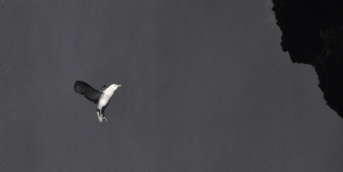 Northern Fulmar - ML636727807