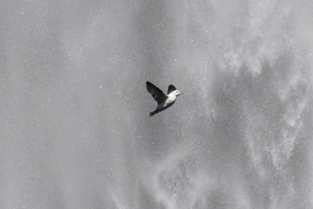 Northern Fulmar - ML636727808