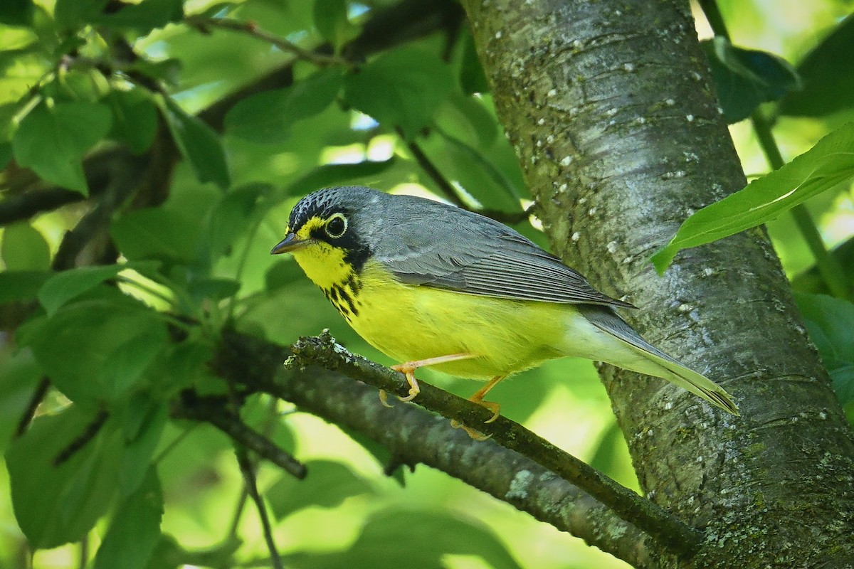 lesňáček kanadský - ML636727817