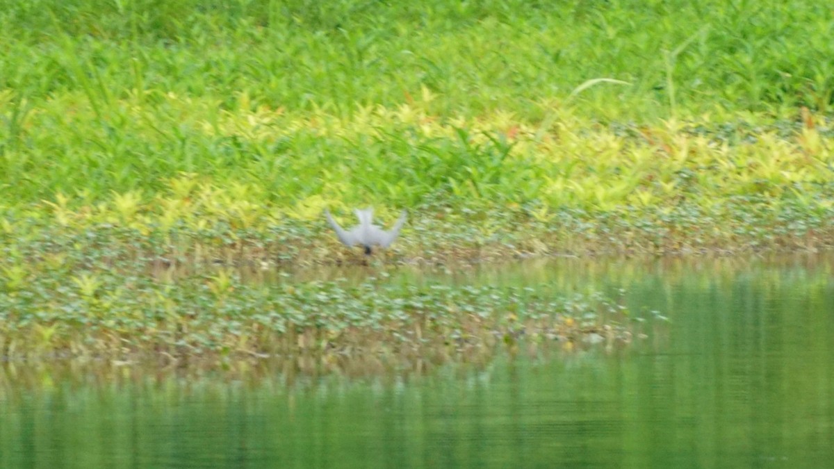 Least Tern - ML636727856