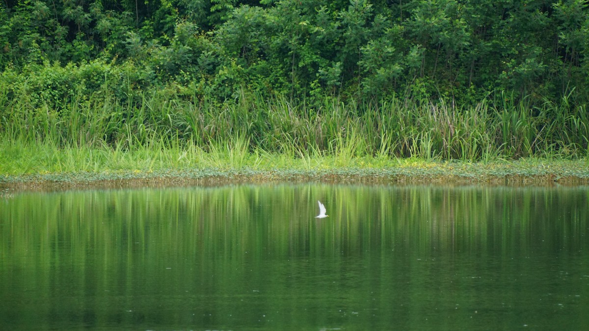Least Tern - ML636727857