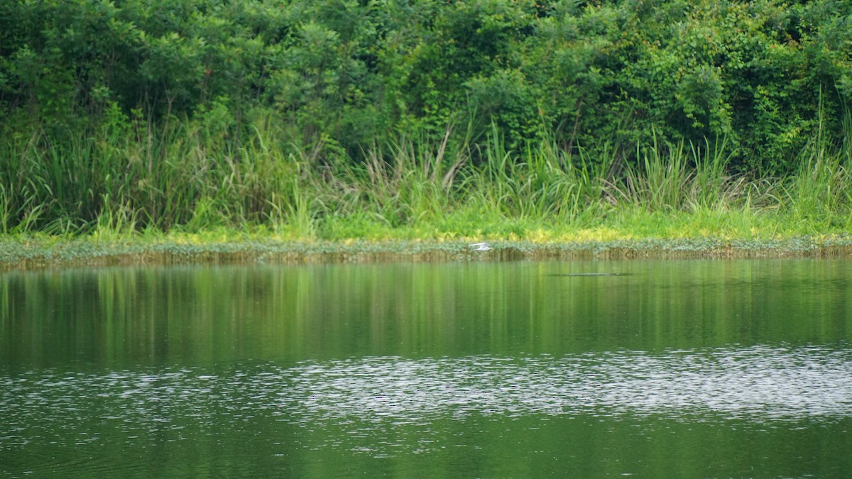 Least Tern - ML636727859