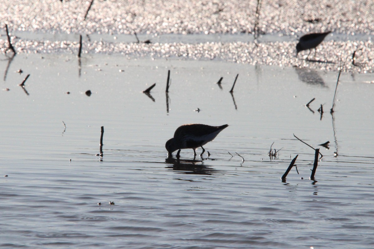 Piovanello pancianera - ML636727890