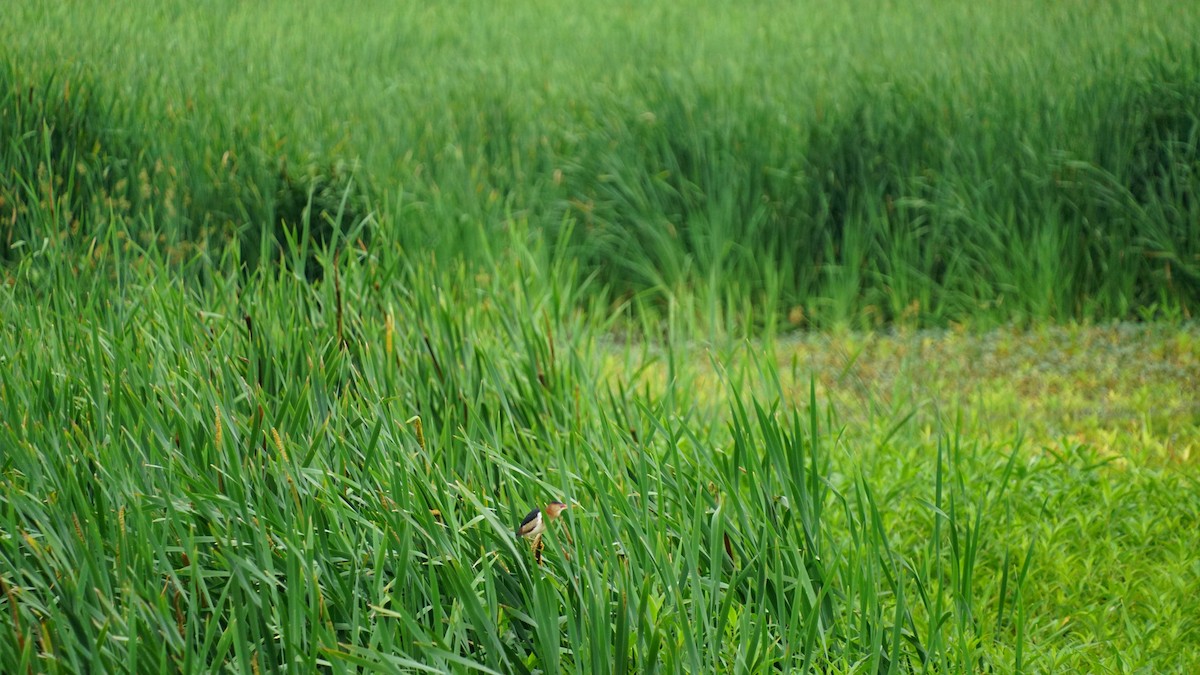 Least Bittern - ML636727898