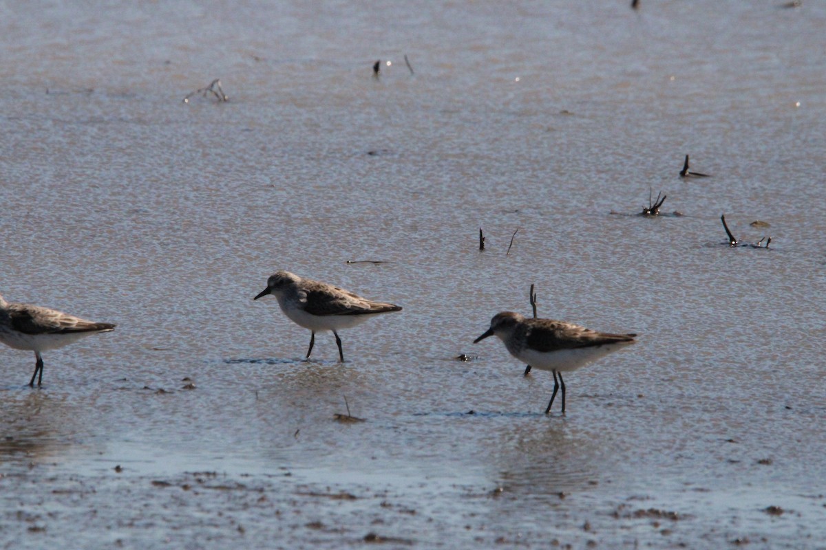 Gambecchio semipalmato - ML636727937