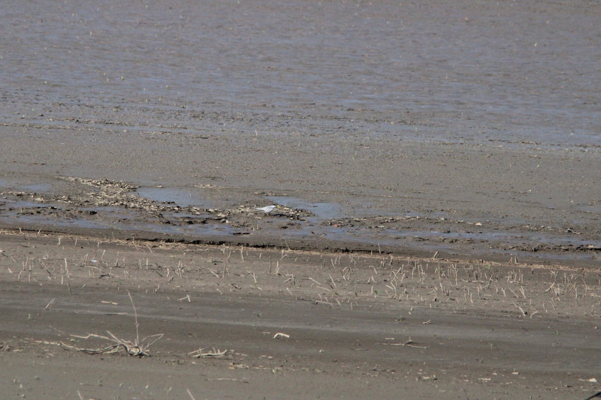 Least Tern - ML636728071