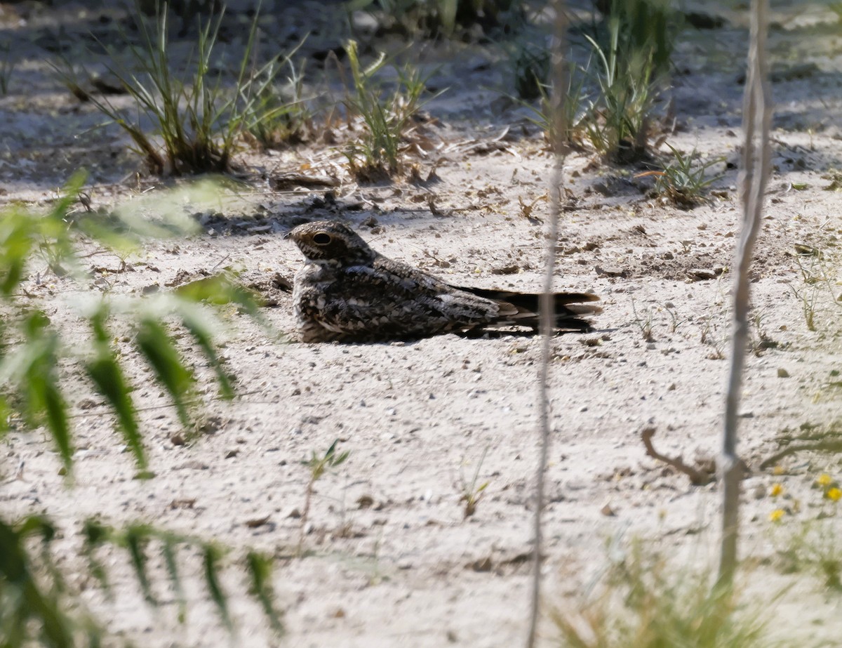 Lesser Nighthawk - ML636728207