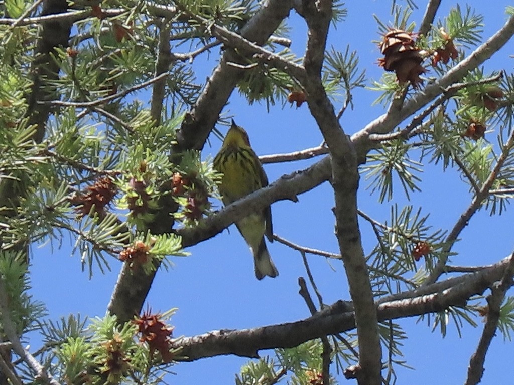Cape May Warbler - ML636728311