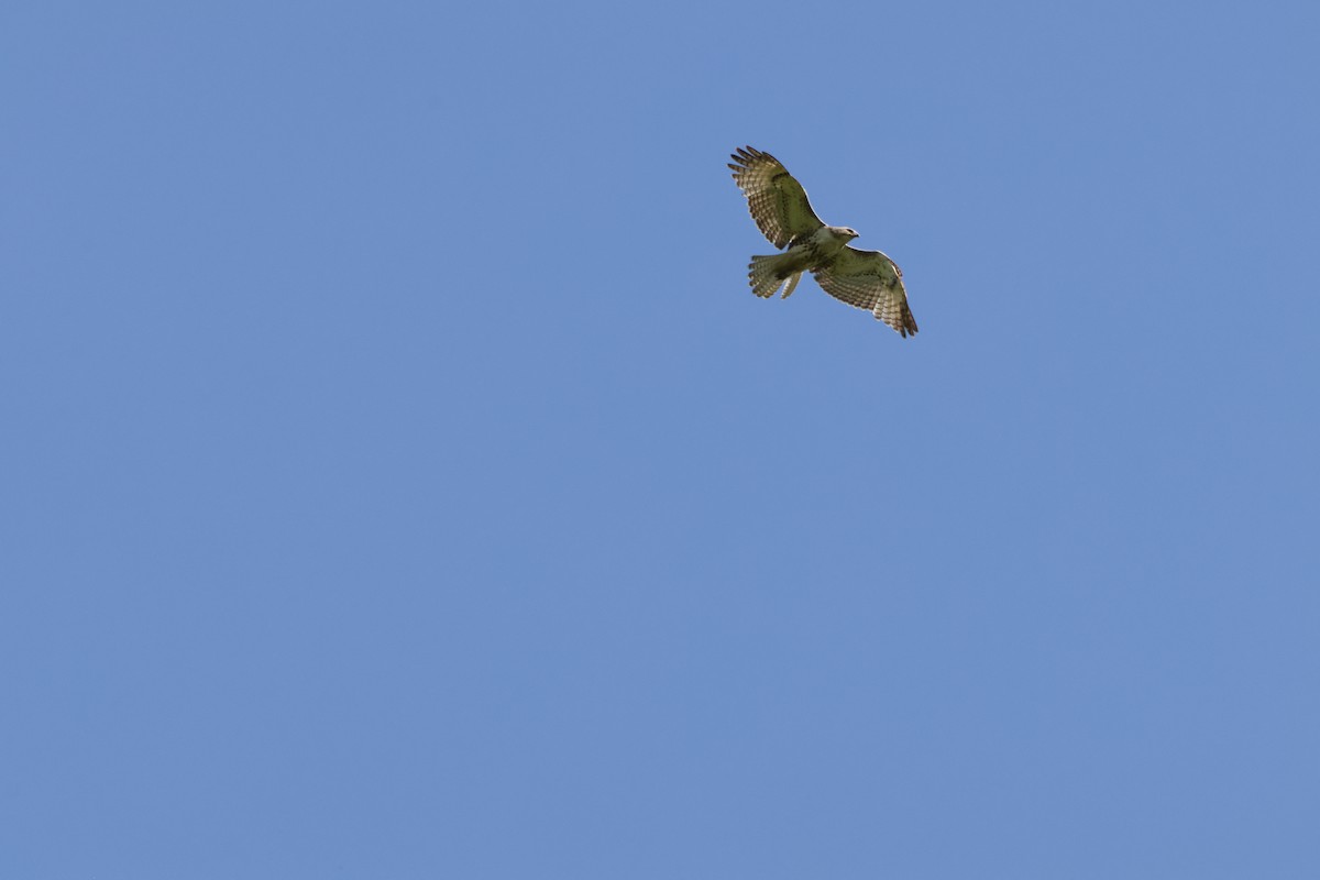 Red-tailed Hawk - ML636728366