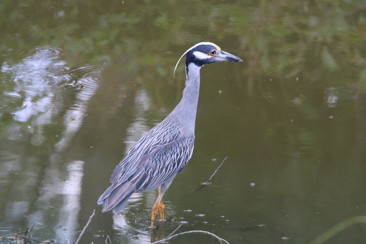 Yellow-crowned Night Heron - ML636728367