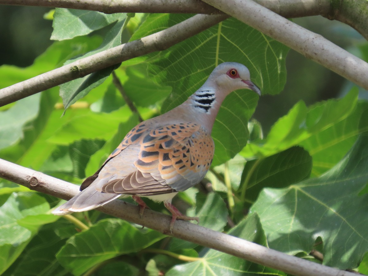 Tortora selvatica - ML636728391