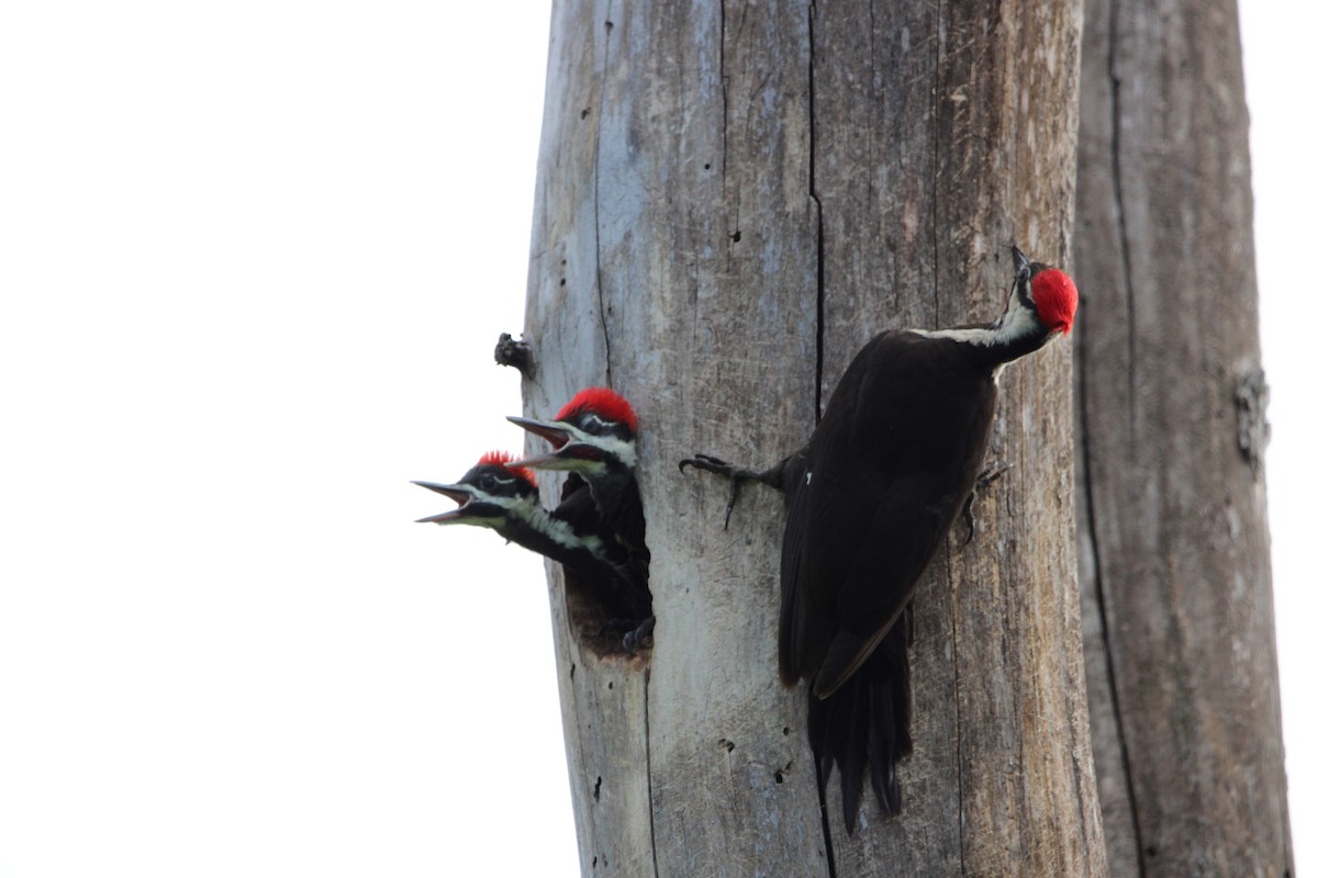 Pileated Woodpecker - ML636728397