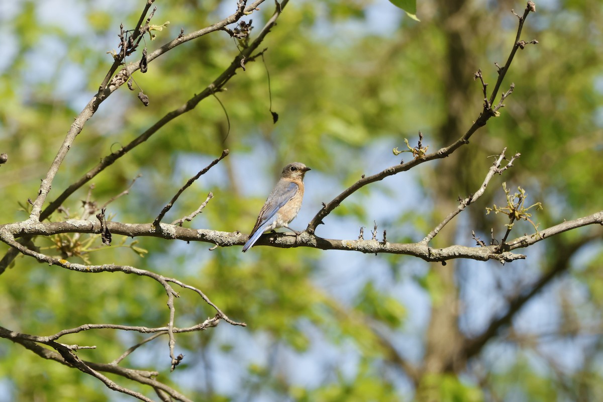 Eastern Bluebird - ML636728404