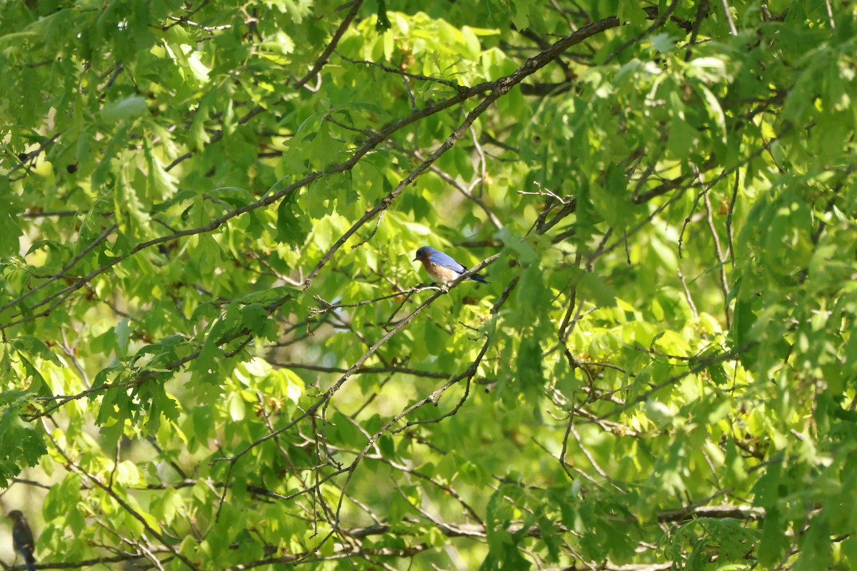 Eastern Bluebird - ML636728409