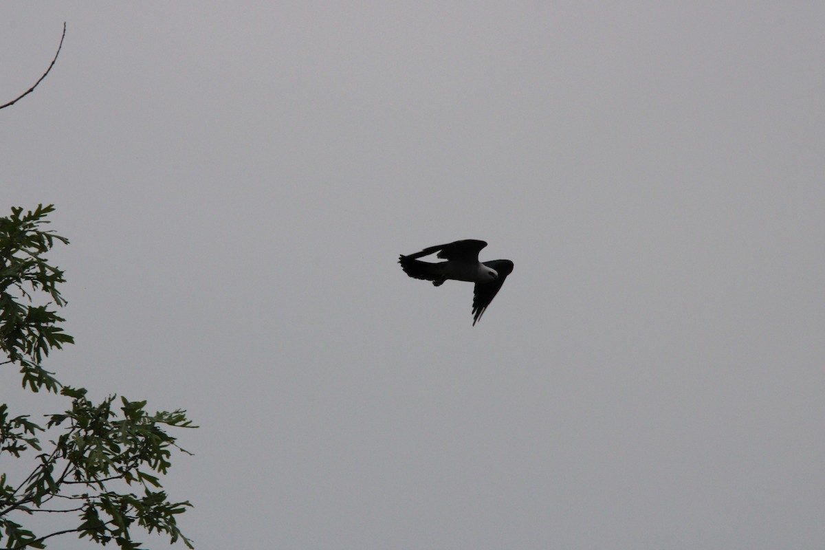 Mississippi Kite - ML636728496