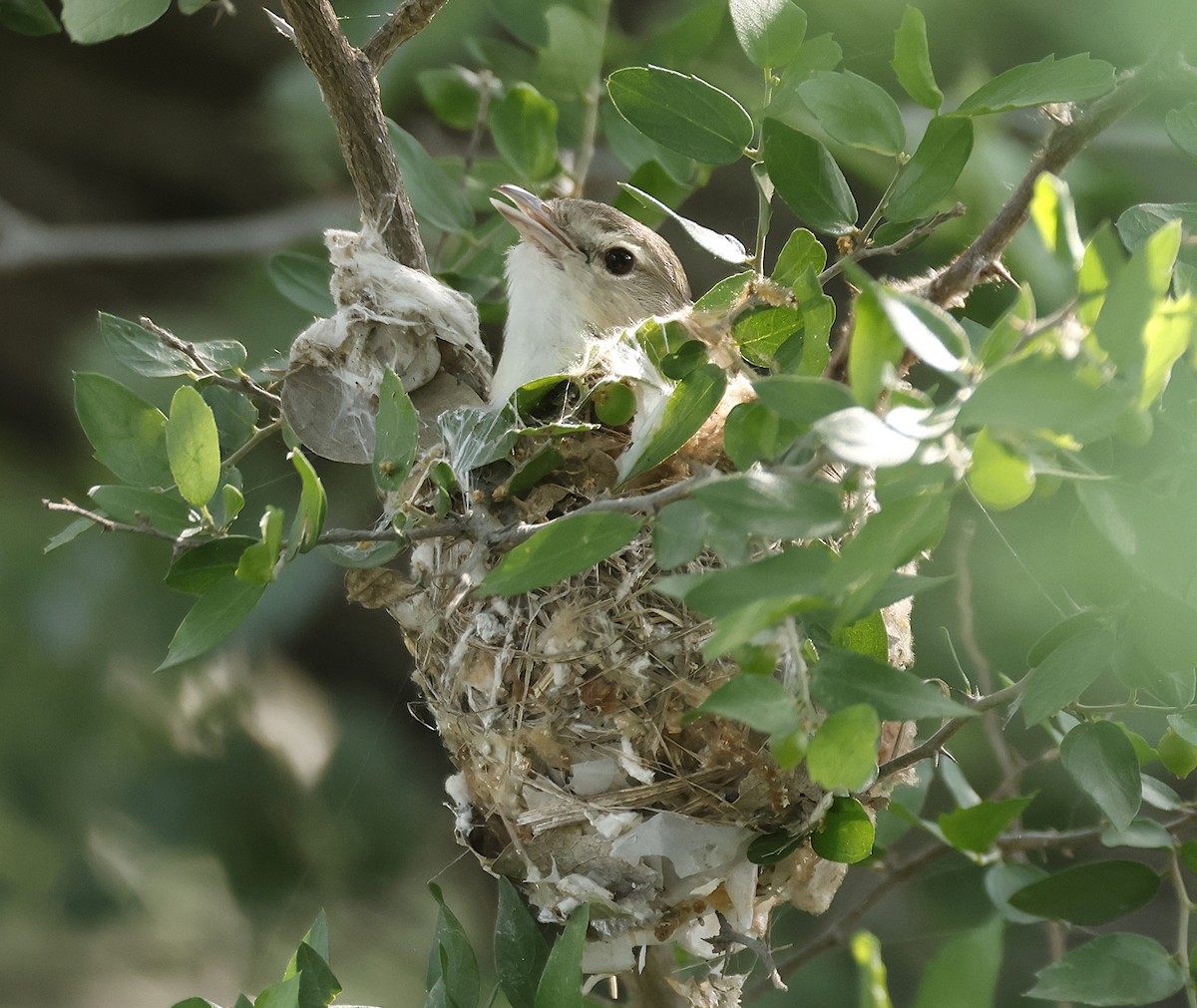 Bell's Vireo - ML636728513