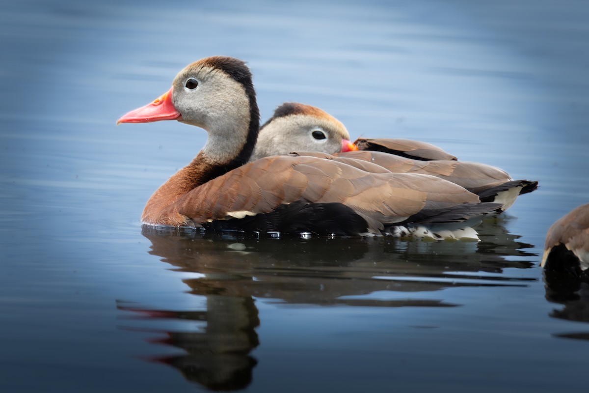 Black-bellied Whistling-Duck - ML636728522