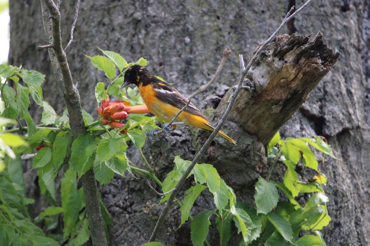 Baltimore Oriole - ML636728562