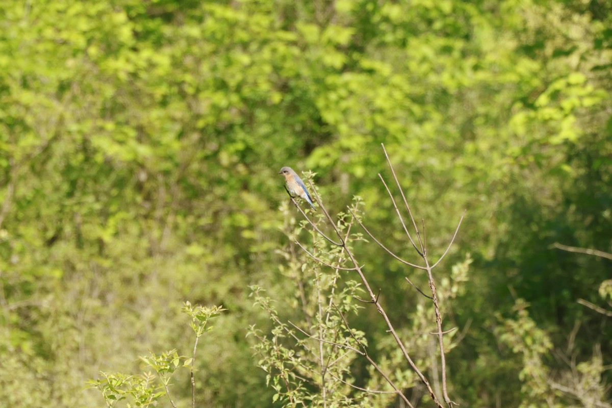 Eastern Bluebird - ML636728628
