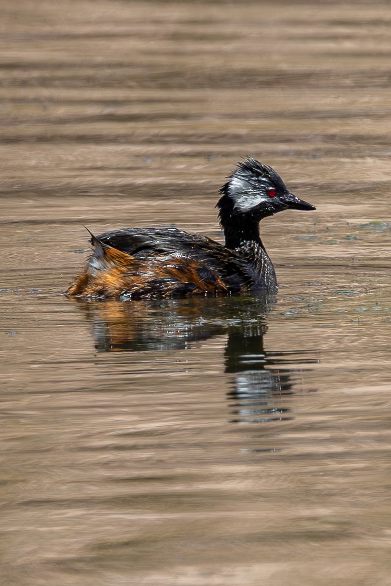 White-tufted Grebe - ML636728680