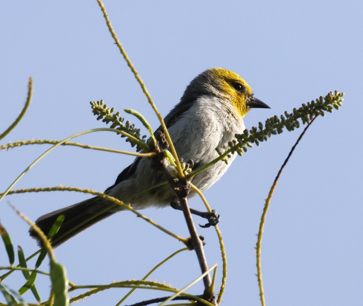 Verdin - ML636728686