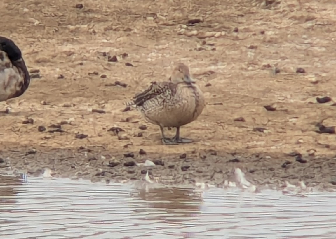 stjertand - ML636728702