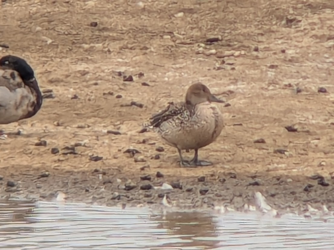 stjertand - ML636728703