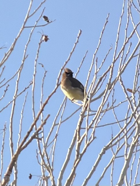 einersidensvans - ML636728715