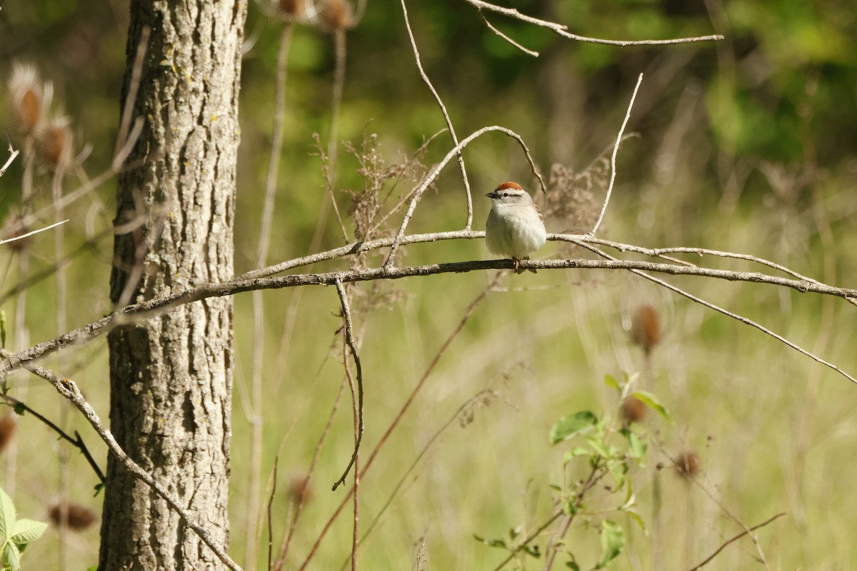 Chipping Sparrow - ML636728717
