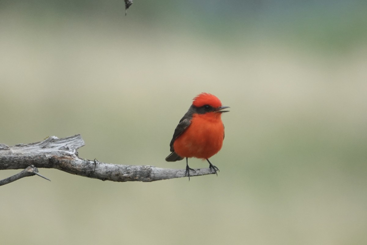 Vermilion Flycatcher - ML636728743