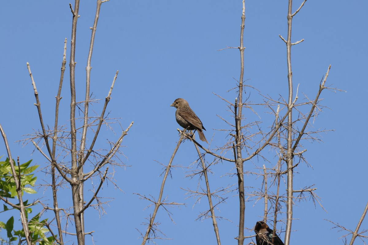 Brown-headed Cowbird - ML636728744