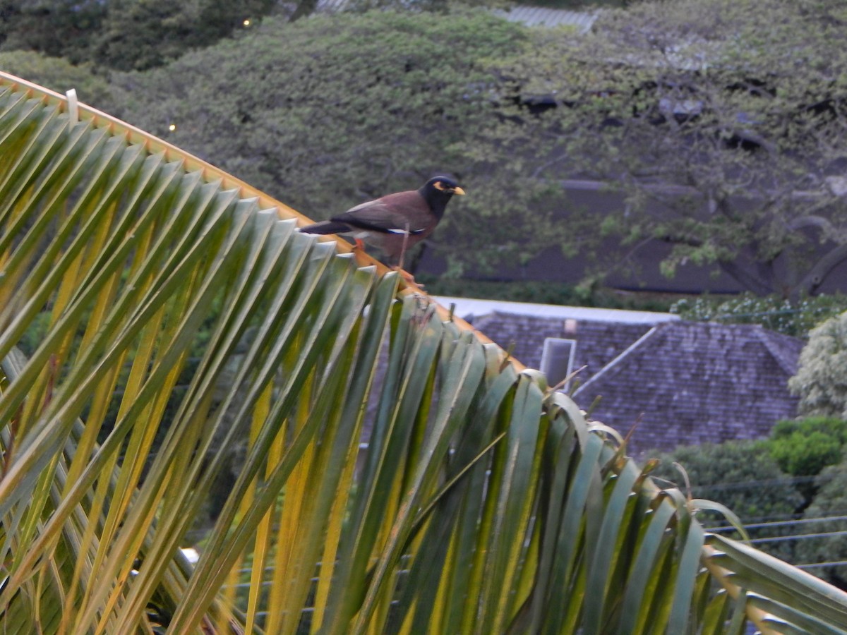 Common Myna - ML636728763
