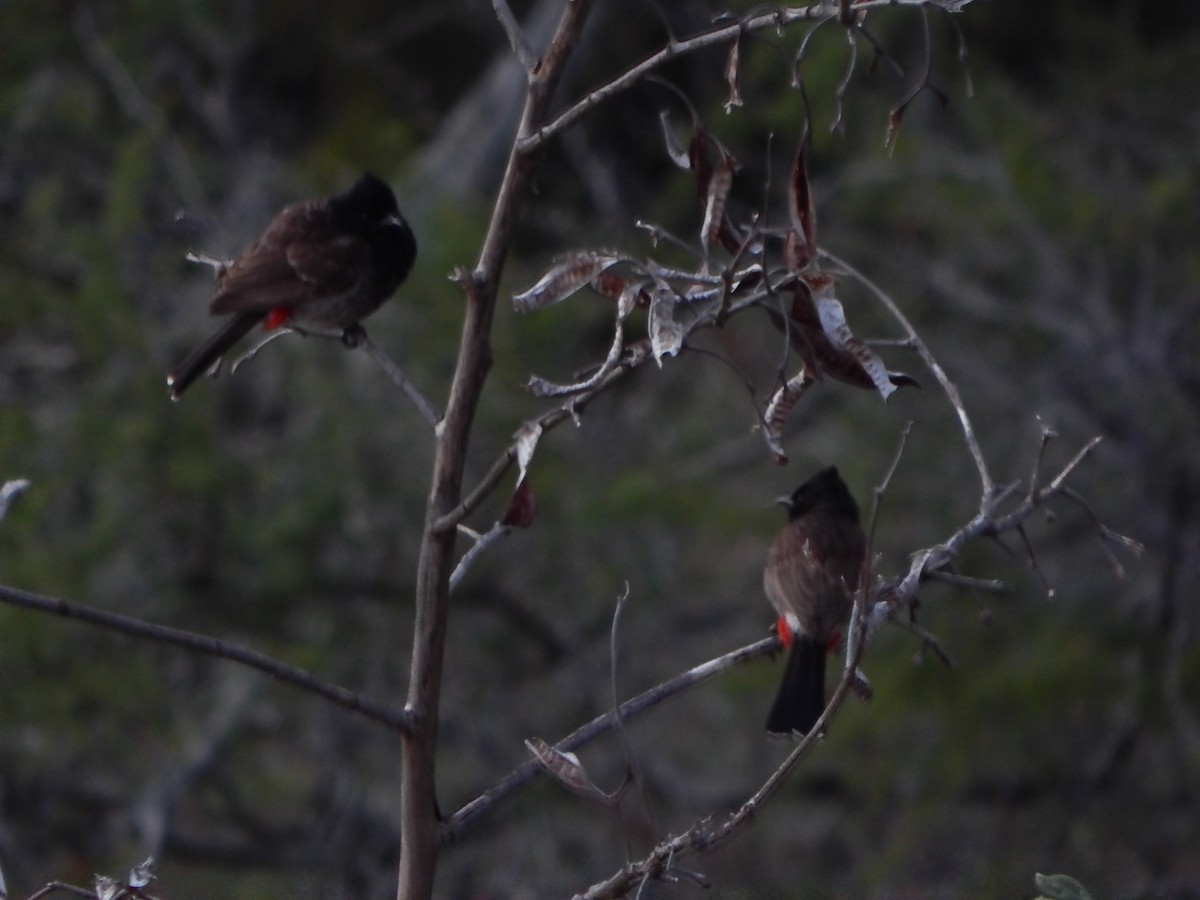 Red-vented Bulbul - ML636728767
