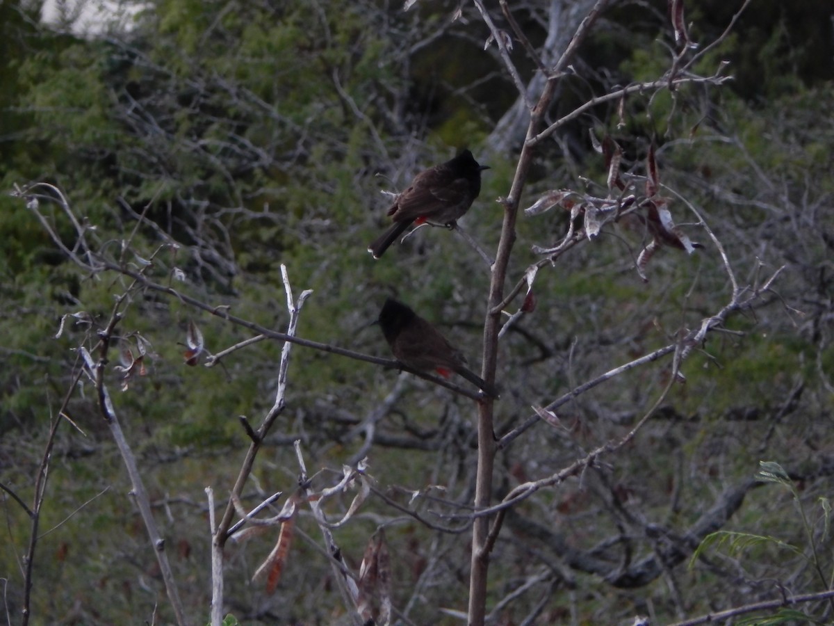Red-vented Bulbul - ML636728769